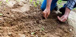 Sustainable Living for Seniors: Energy Efficiency, Gardening, and More sustainable living for seniors