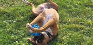 Pet Companionship for Seniors: Benefits and Tips pets for seniors