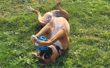 Pet Companionship for Seniors: Benefits and Tips pets for seniors